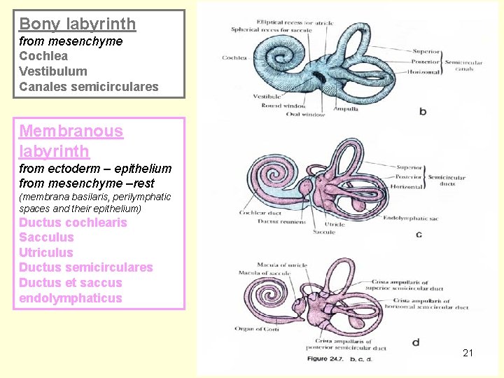 Bony labyrinth from mesenchyme Cochlea Vestibulum Canales semicirculares Membranous labyrinth from ectoderm – epithelium