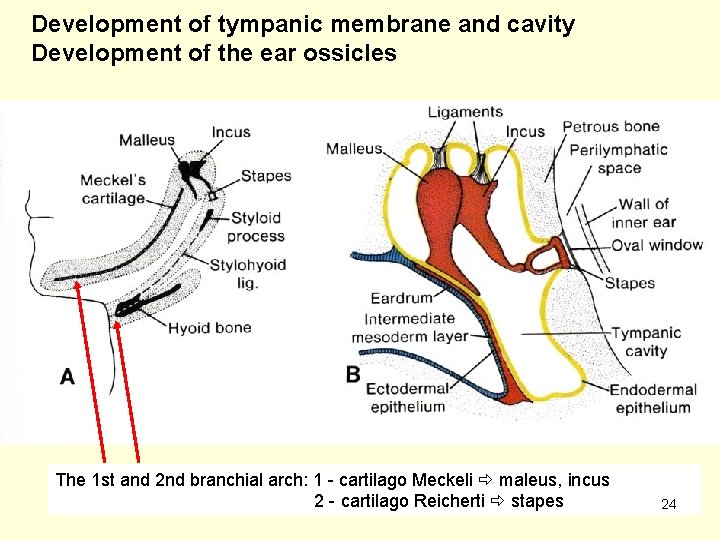 Development of tympanic membrane and cavity Development of the ear ossicles The 1 st