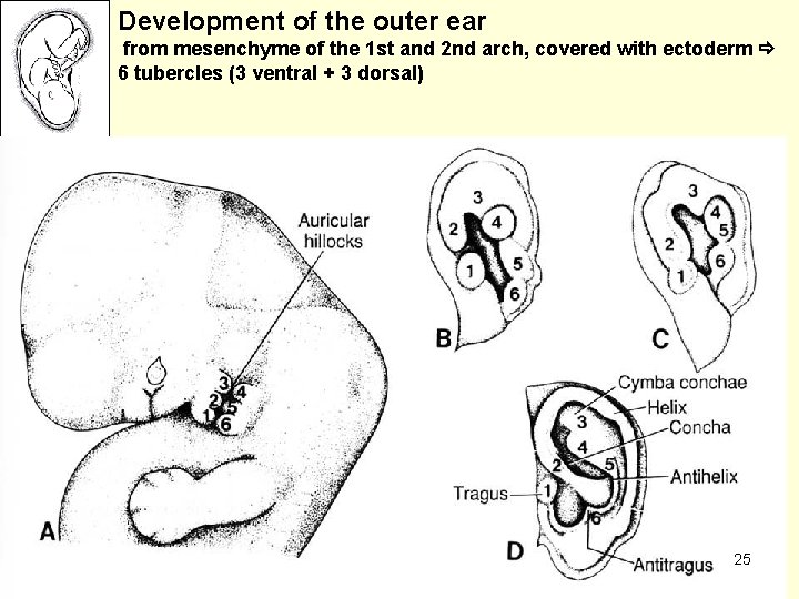 Development of the outer ear from mesenchyme of the 1 st and 2 nd
