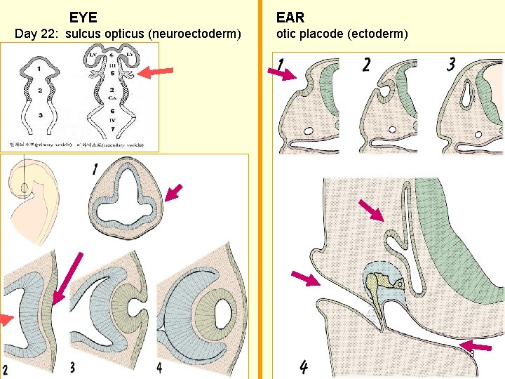 EYE Day 22: sulcus opticus (neuroectoderm) EAR otic placode (ectoderm) 3 