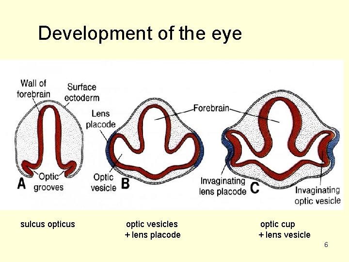 Development of the eye sulcus optic vesicles + lens placode optic cup + lens