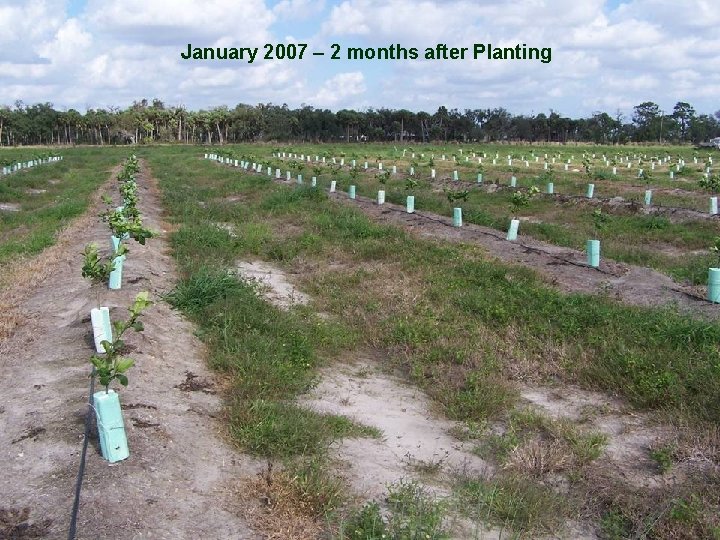 January 2007 – 2 months after Planting 