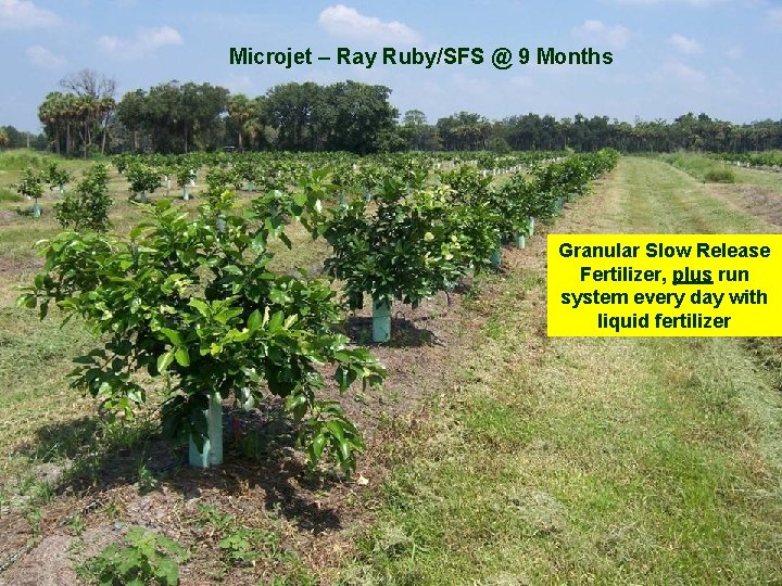 Microjet – Ray Ruby/SFS @ 9 Months Granular Slow Release Fertilizer, plus run system