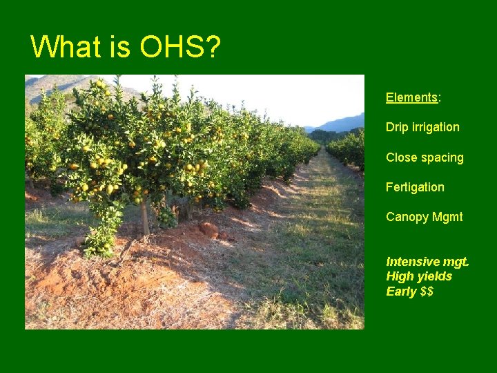 What is OHS? Elements: Drip irrigation Close spacing Fertigation Canopy Mgmt Intensive mgt. High