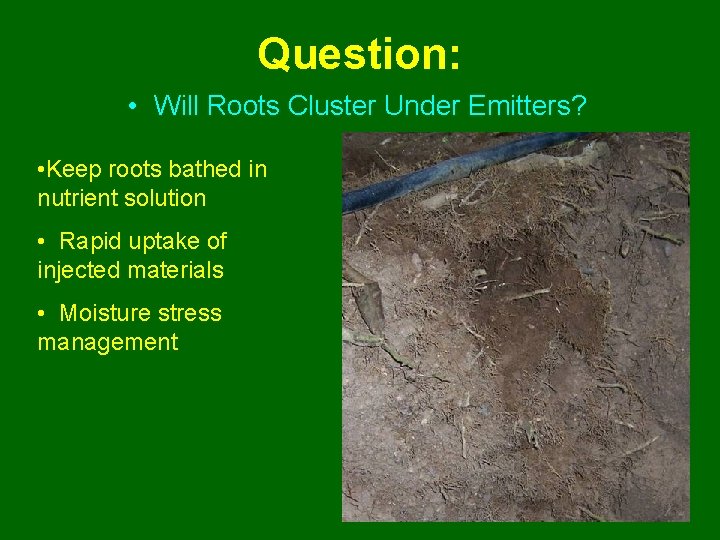 Question: • Will Roots Cluster Under Emitters? • Keep roots bathed in nutrient solution