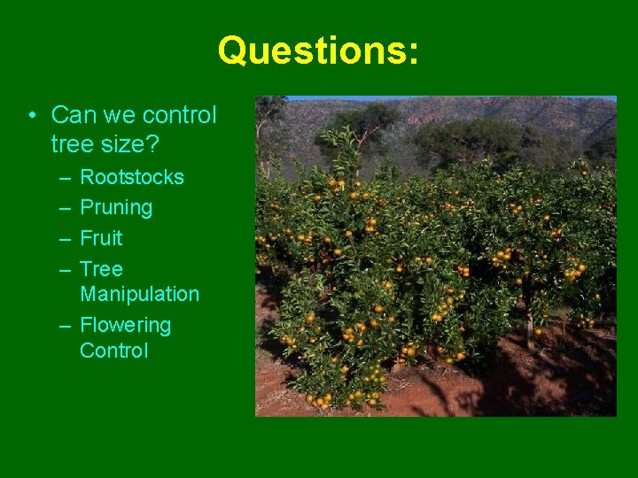 Questions: • Can we control tree size? – – Rootstocks Pruning Fruit Tree Manipulation