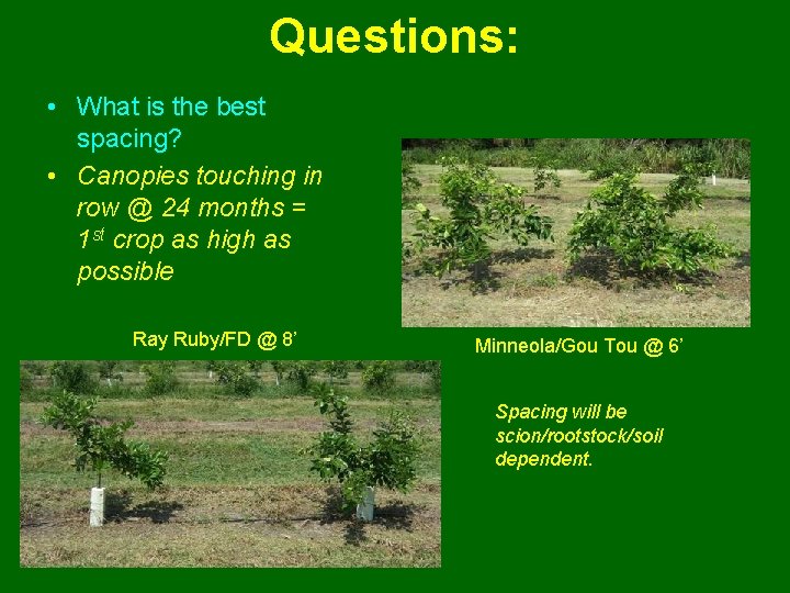 Questions: • What is the best spacing? • Canopies touching in row @ 24
