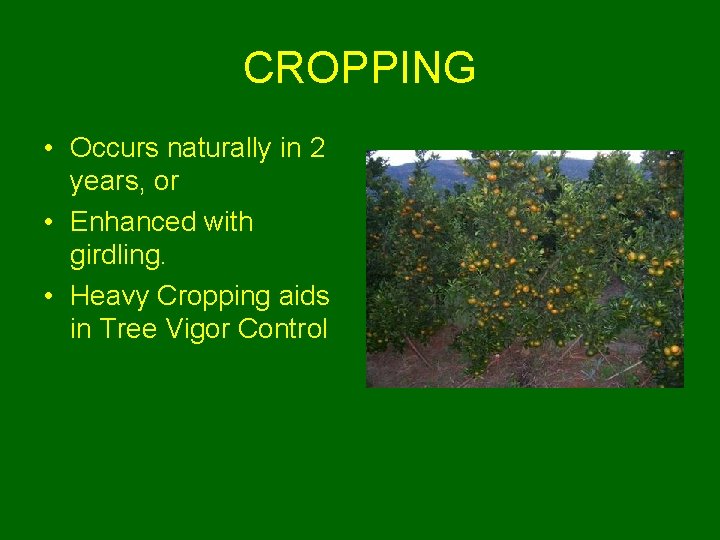 CROPPING • Occurs naturally in 2 years, or • Enhanced with girdling. • Heavy