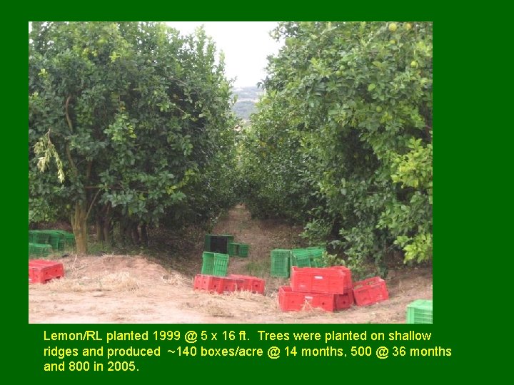 Lemon/RL planted 1999 @ 5 x 16 ft. Trees were planted on shallow ridges