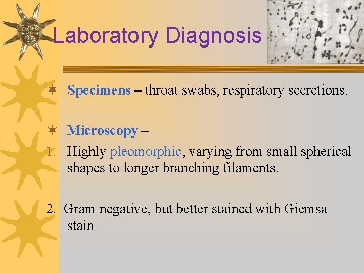 Laboratory Diagnosis ¬ Specimens – throat swabs, respiratory secretions. ¬ Microscopy – 1. Highly