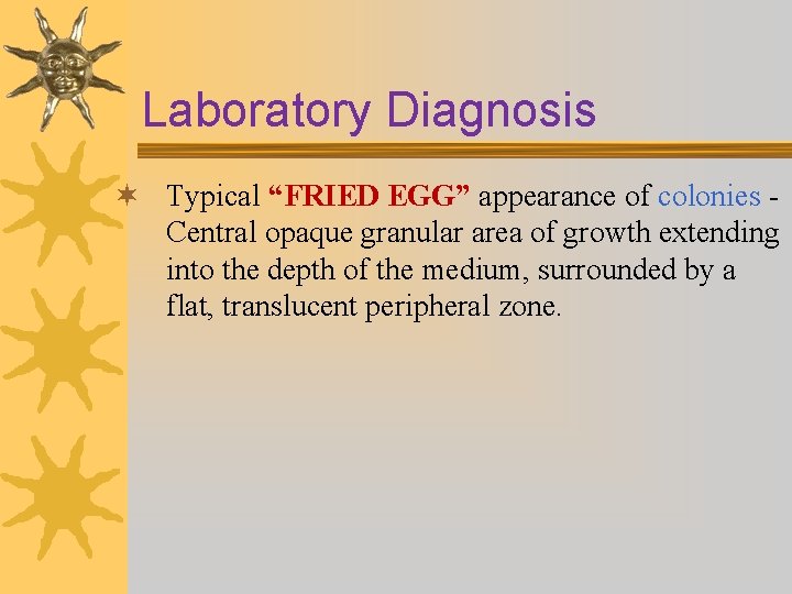 Laboratory Diagnosis ¬ Typical “FRIED EGG” appearance of colonies Central opaque granular area of