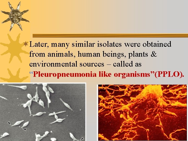 ¬Later, many similar isolates were obtained from animals, human beings, plants & environmental sources
