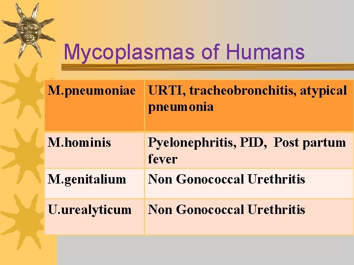 Mycoplasmas of Humans M. pneumoniae URTI, tracheobronchitis, atypical pneumonia M. hominis M. genitalium Pyelonephritis,