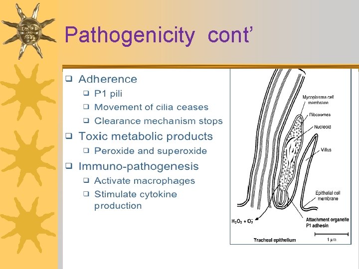 Pathogenicity cont’ 