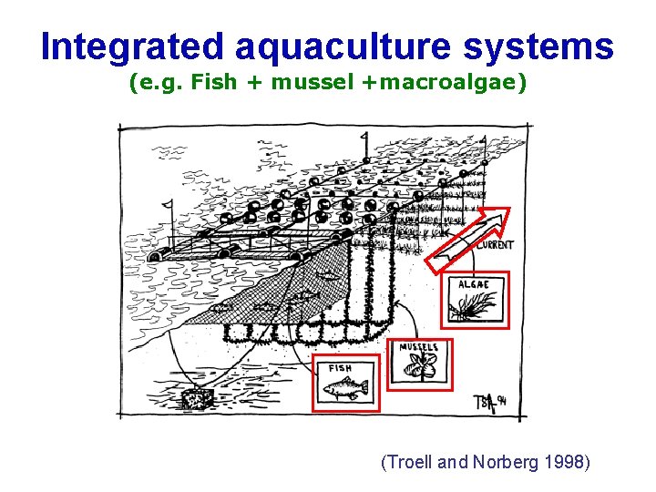 Integrated aquaculture systems (e. g. Fish + mussel +macroalgae) (Troell and Norberg 1998) 