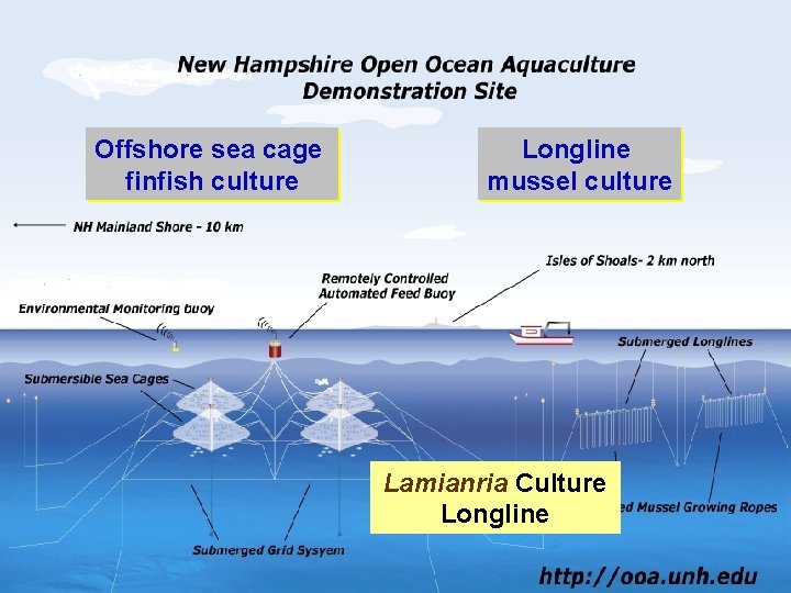 Offshore sea cage finfish culture Longline mussel culture Lamianria Culture Longline 