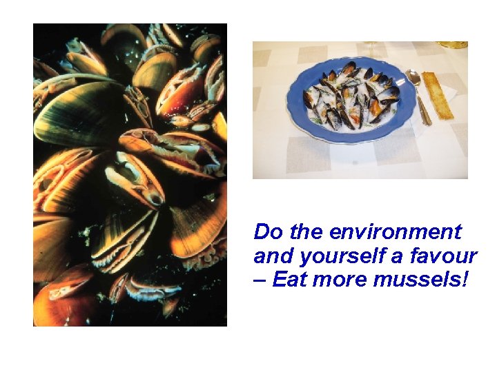 Do the environment and yourself a favour – Eat more mussels! 