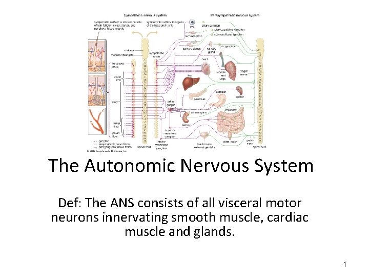 The Autonomic Nervous System Def: The ANS consists of all visceral motor neurons innervating