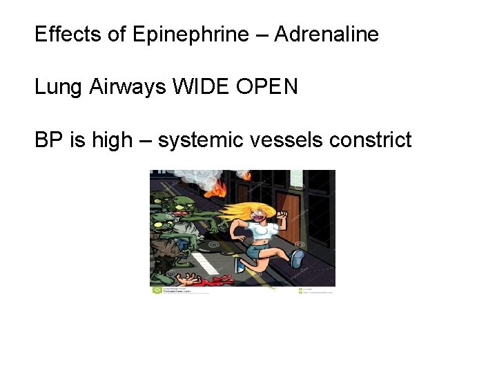 Effects of Epinephrine – Adrenaline Lung Airways WIDE OPEN BP is high – systemic