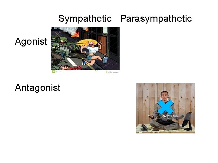 Sympathetic Parasympathetic Agonist Antagonist 