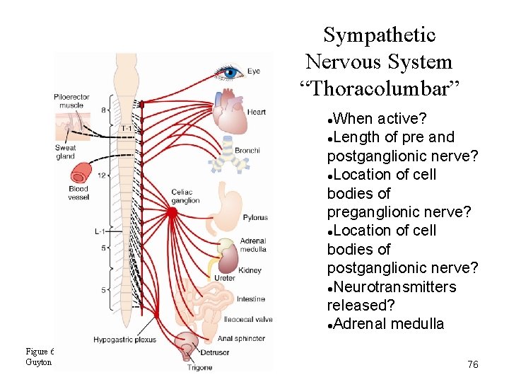 Sympathetic Nervous System “Thoracolumbar” When active? Length of pre and postganglionic nerve? Location of