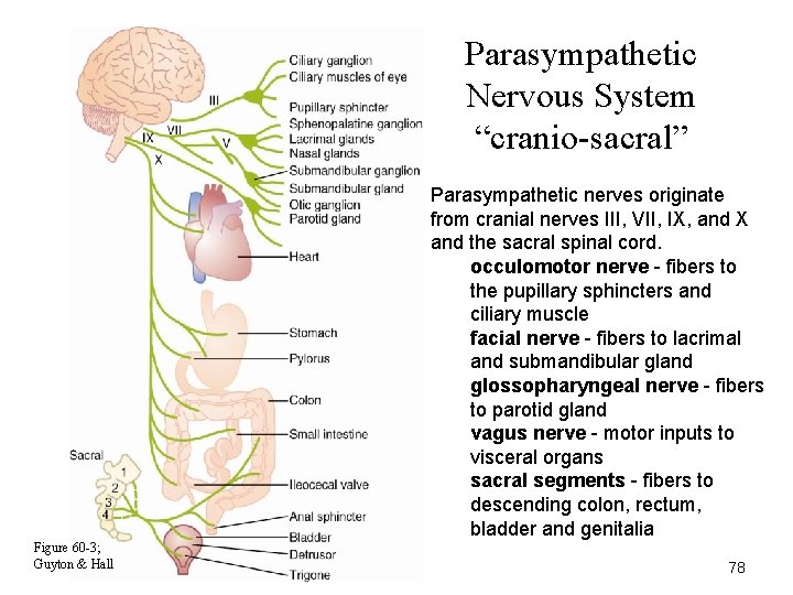 Parasympathetic Nervous System “cranio-sacral” Parasympathetic nerves originate from cranial nerves III, VII, IX, and