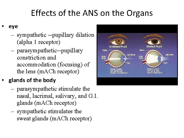 Effects of the ANS on the Organs • eye – sympathetic --pupillary dilation (alpha