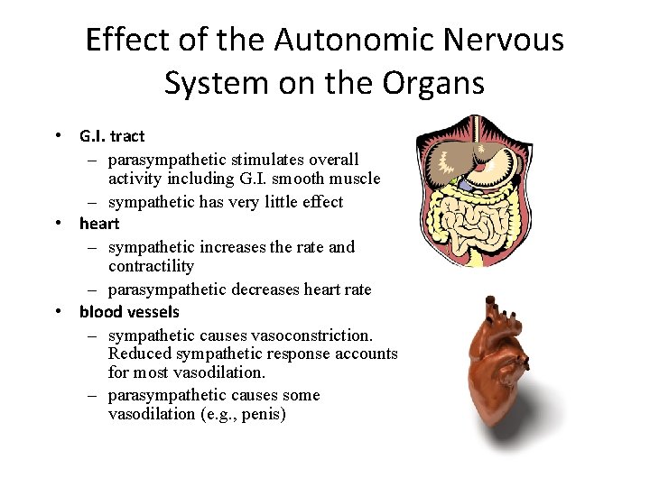 Effect of the Autonomic Nervous System on the Organs • G. I. tract –