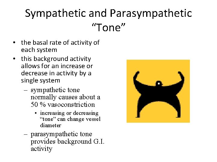 Sympathetic and Parasympathetic “Tone” • the basal rate of activity of each system •
