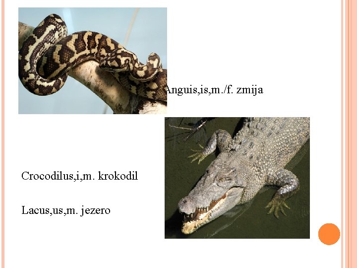  Crocodilus, i, m. krokodil Lacus, m. jezero Anguis, m. /f. zmija 