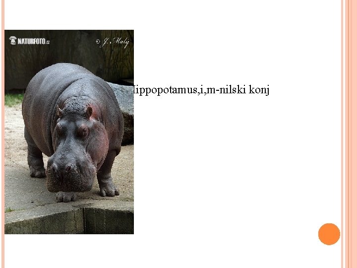  Hippopotamus, i, m-nilski konj 