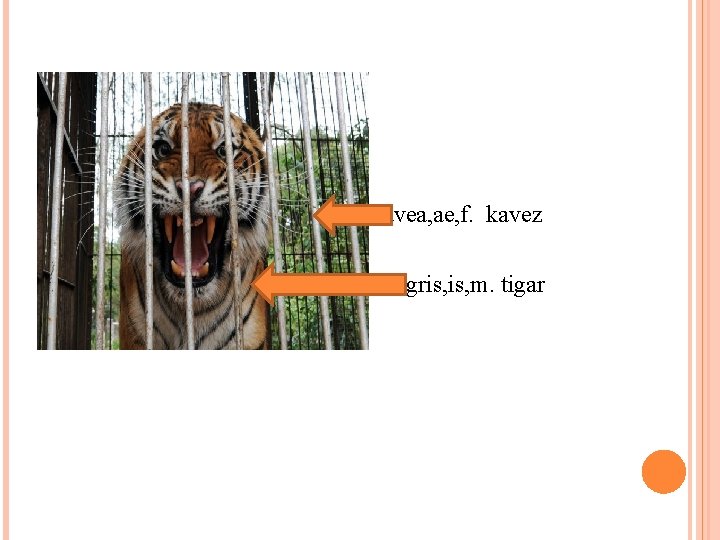 Cavea, ae, f. kavez Tigris, m. tigar 