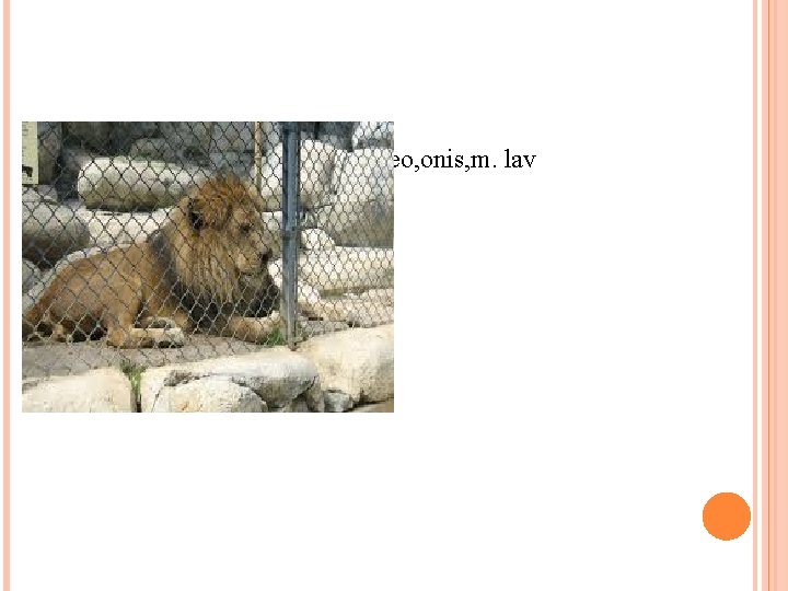  Leo, onis, m. lav 
