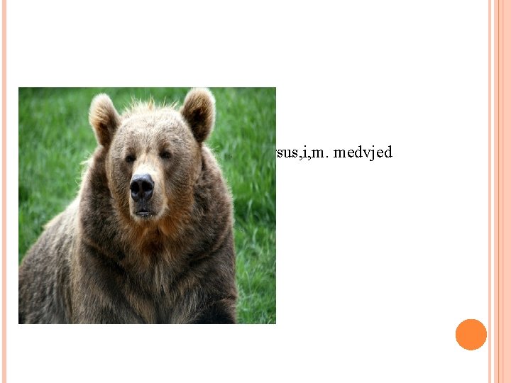 Ursus, i, m. medvjed 