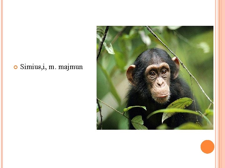  Simius, i, m. majmun 