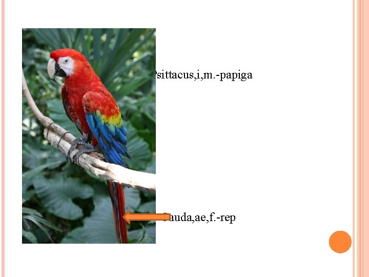  Psittacus, i, m. -papiga Cauda, ae, f. -rep 