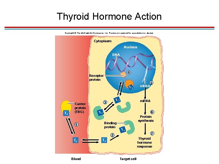 Thyroid Hormone Action Copyright © The Mc. Graw-Hill Companies, Inc. Permission required for reproduction