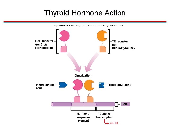 Thyroid Hormone Action Copyright © The Mc. Graw-Hill Companies, Inc. Permission required for reproduction