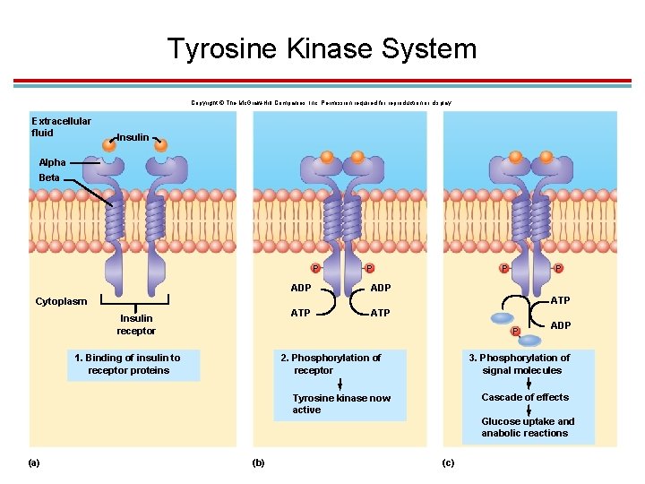 Tyrosine Kinase System Copyright © The Mc. Graw-Hill Companies, Inc. Permission required for reproduction