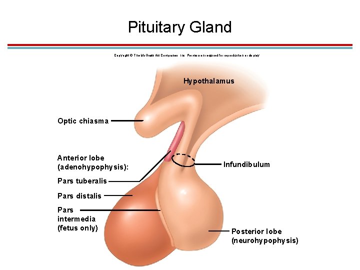 Pituitary Gland Copyright © The Mc. Graw-Hill Companies, Inc. Permission required for reproduction or