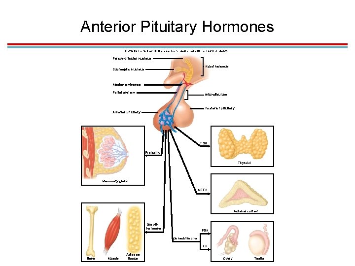 Anterior Pituitary Hormones Copyright © The Mc. Graw-Hill Companies, Inc. Permission required for reproduction