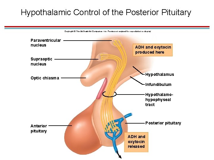 Hypothalamic Control of the Posterior Pituitary Copyright © The Mc. Graw-Hill Companies, Inc. Permission