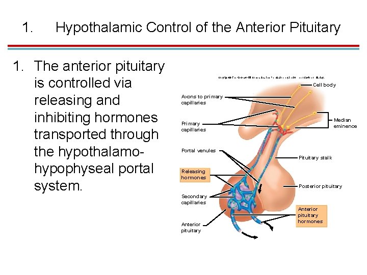 1. Hypothalamic Control of the Anterior Pituitary 1. The anterior pituitary is controlled via