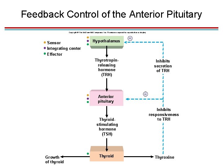 Feedback Control of the Anterior Pituitary Copyright © The Mc. Graw-Hill Companies, Inc. Permission