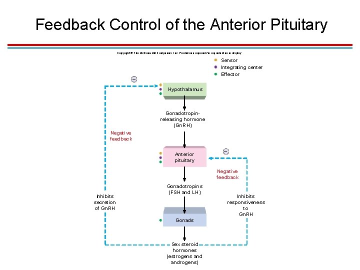 Feedback Control of the Anterior Pituitary Copyright © The Mc. Graw-Hill Companies, Inc. Permission