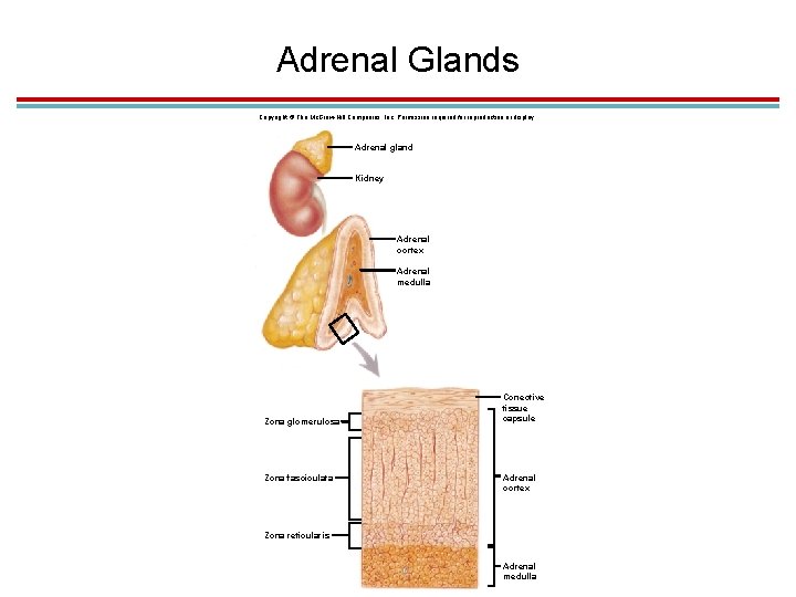 Adrenal Glands Copyright © The Mc. Graw-Hill Companies, Inc. Permission required for reproduction or