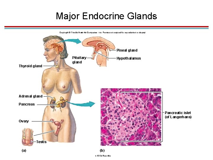 Major Endocrine Glands Copyright © The Mc. Graw-Hill Companies, Inc. Permission required for reproduction