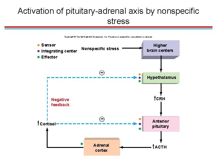 Activation of pituitary-adrenal axis by nonspecific stress Copyright © The Mc. Graw-Hill Companies, Inc.