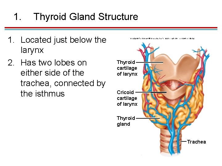1. Thyroid Gland Structure 1. Located just below the larynx 2. Has two lobes
