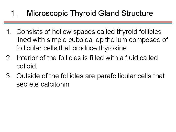 1. Microscopic Thyroid Gland Structure 1. Consists of hollow spaces called thyroid follicles lined